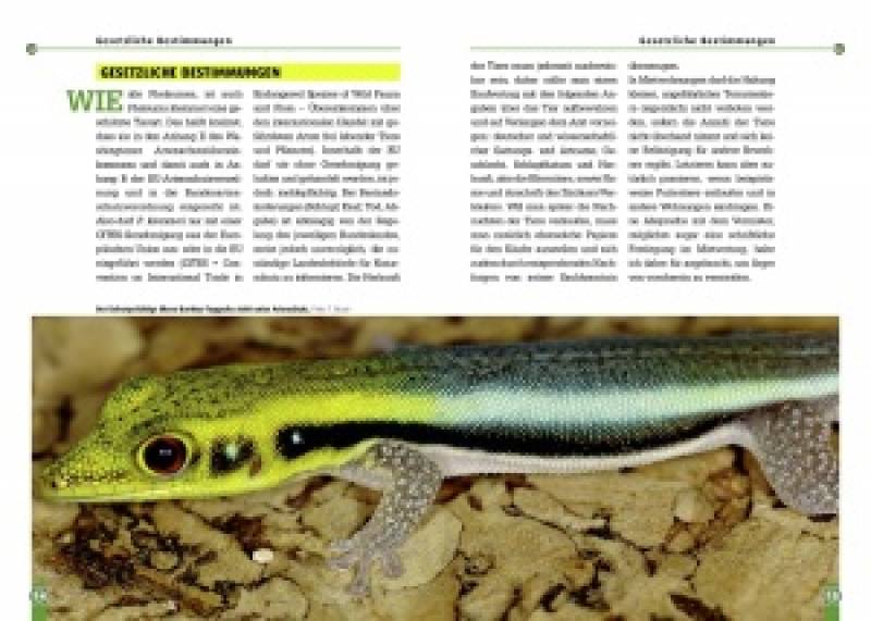 Der Blaue Bambus-Taggecko